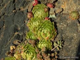 Attēlu rezultāti vaicājumam “Jovibarba globifera”