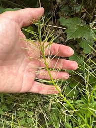 Attēlu rezultāti vaicājumam “Cardamine impatiens fruit”