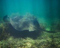 Image result for Bathytoshia brevicaudata