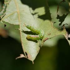Attēlu rezultāti vaicājumam “Comatricha ellae macro”