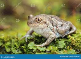 Attēlu rezultāti vaicājumam “Pelobates fuscus”