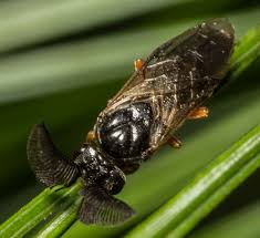 Attēlu rezultāti vaicājumam “Neodiprion sertifer larva”