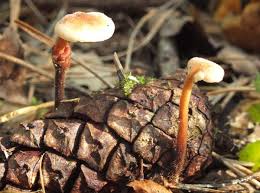 Attēlu rezultāti vaicājumam “Physarum auriscalpium sessile”