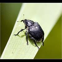 Attēlu rezultāti vaicājumam “Mononychus punctumalbum”