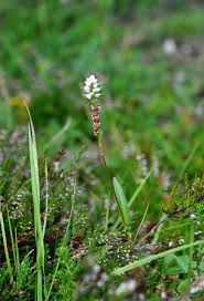 Attēlu rezultāti vaicājumam “Bistorta vivipara”