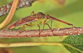 Attēlu rezultāti vaicājumam “Pantilius tunicatus imago”