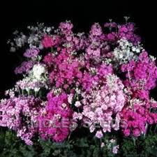 Image result for Primula malacoides