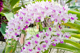 Attēlu rezultāti vaicājumam “Orchidaceae”