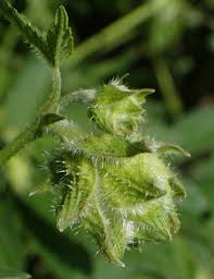 Attēlu rezultāti vaicājumam “Cannabaceae”