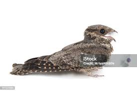 Attēlu rezultāti vaicājumam “Caprimulgus europaeus”