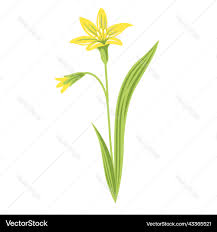 Attēlu rezultāti vaicājumam “Gagea lutea bud”