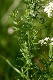 Attēlu rezultāti vaicājumam “Galium boreale”