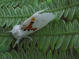 Attēlu rezultāti vaicājumam “Leucodonta bicoloria imago”