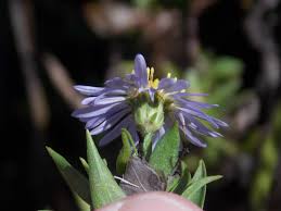 Image result for Aster lanceolatus