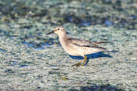 Attēlu rezultāti vaicājumam “Calidris canutus”