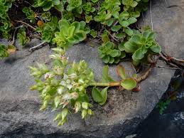 Attēlu rezultāti vaicājumam “Phedimus spurius”