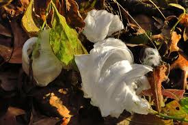 Attēlu rezultāti vaicājumam “Frost Flowers”