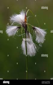 Attēlu rezultāti vaicājumam “Eriophorum latifolium flower”