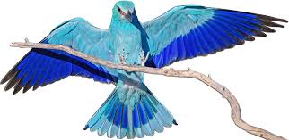 Attēlu rezultāti vaicājumam “Coracias garrulus”