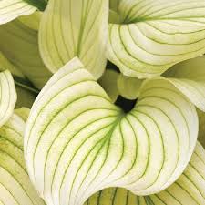 Image result for Hosta White Feather