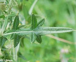 Attēlu rezultāti vaicājumam “Cirsium vulgare leaf”