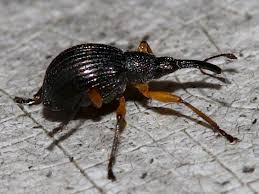 Attēlu rezultāti vaicājumam “Protapion sp.”