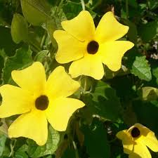 Image result for Thunbergia alata
