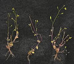 Attēlu rezultāti vaicājumam “Draba nemorosa”