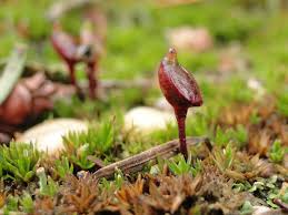 Attēlu rezultāti vaicājumam “Buxbaumia aphylla”