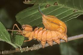 Attēlu rezultāti vaicājumam “Stauropus fagi larva”