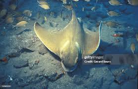 Image result for Myliobatis aquila