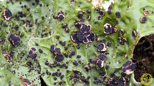 Attēlu rezultāti vaicājumam “Plectocarpon lichenum”