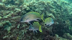 Image result for Sciaena umbra