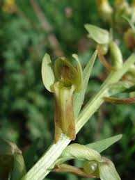 Attēlu rezultāti vaicājumam “Coeloglossum viride flower”