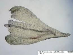 Attēlu rezultāti vaicājumam “Eurhynchiastrum pulchellum”