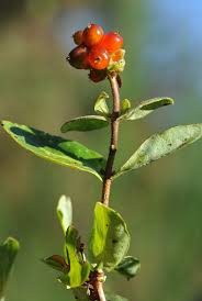 Attēlu rezultāti vaicājumam “Corynephorus canescens fruit”