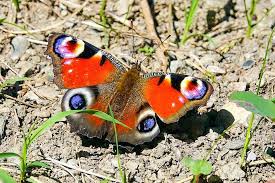 Attēlu rezultāti vaicājumam “Inachis io underside”