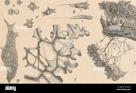 Attēlu rezultāti vaicājumam “Didymium serpula”