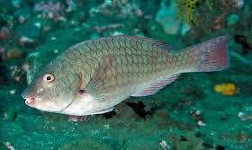 Image result for Sparisoma axillare