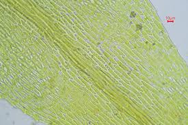 Attēlu rezultāti vaicājumam “Hygroamblystegium tenax”