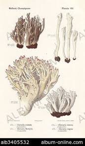 Attēlu rezultāti vaicājumam “Clavulina amethystina”