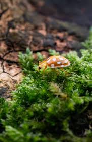 Attēlu rezultāti vaicājumam “Halyzia sedecimguttata”