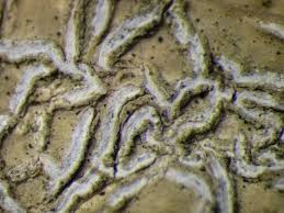 Attēlu rezultāti vaicājumam “Phaeographis dendritica”