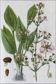 Attēlu rezultāti vaicājumam “Alisma plantago-aquatica fruit”