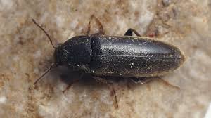 Attēlu rezultāti vaicājumam “Xylita laevigata”