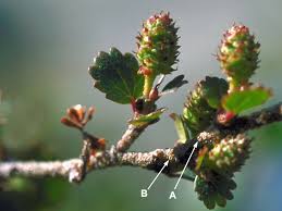 Attēlu rezultāti vaicājumam “Betula nana flower”
