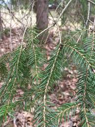 Attēlu rezultāti vaicājumam “Picea abies fruit”