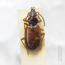 Attēlu rezultāti vaicājumam “Bembidion quadrimaculatum”