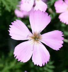 Image result for Steinnelke