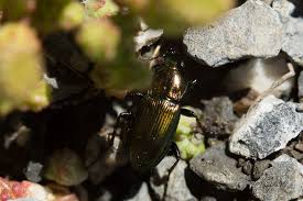 Attēlu rezultāti vaicājumam “Poecilus lepidus”